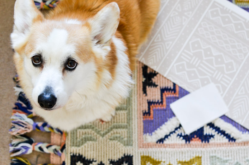 Mood board services and a corgi!
